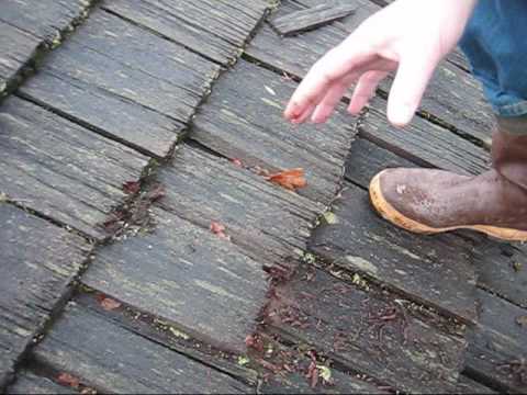Dry Rot On A Cedar Shake Roof – Roof Life Of Oregon